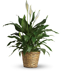Simply Elegant Spathiphyllum Plant from McIntire Florist in Fulton, Missouri